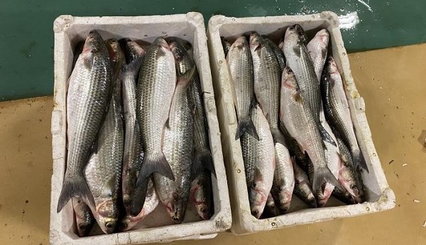 Yasak sona erdi! İlk balıklar avlandı