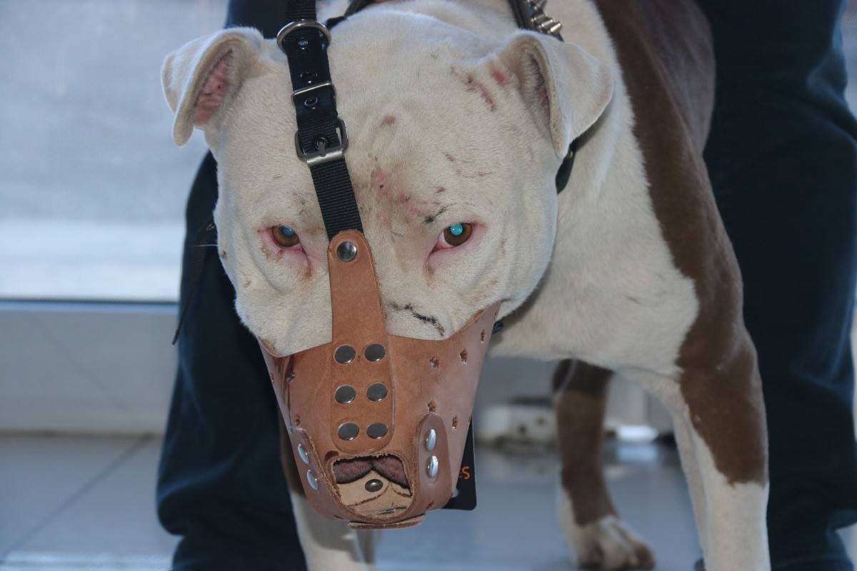 ‘Yasaklı ırk' köpek sahipleri silah alamıyor, saldırgan köpek yetiştiriyor