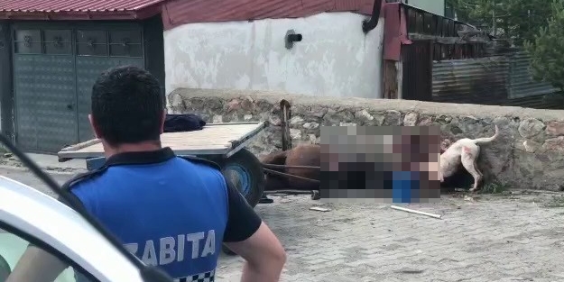 Yasaklı köpek vahşeti: Herkesin gözü önünde atı parçaladı!