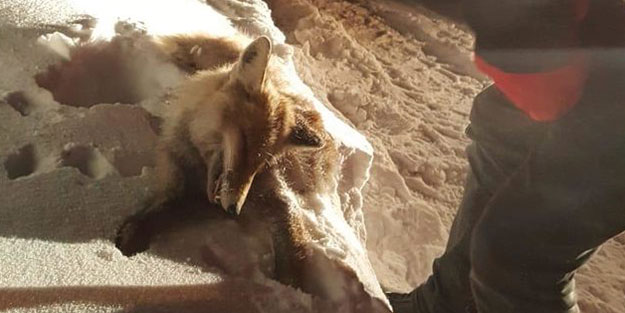 Yaşam alanını terk eden tilki, donmuş olarak bulundu