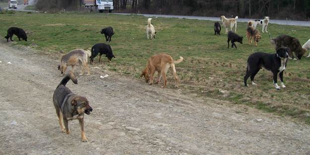 Yasaya karşılar ama! Köpekleri göz göre göre öldürüyorlar