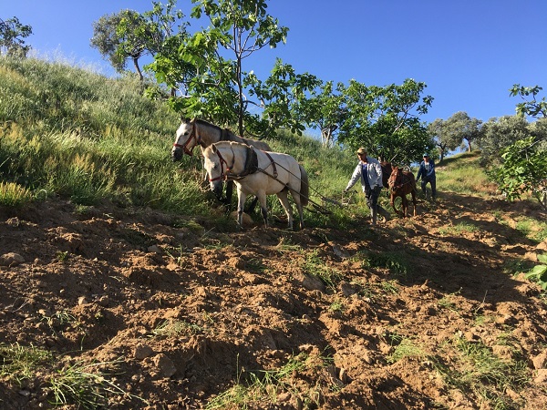 Yaşıtları köyü terk ederken onlar kalmayı tercih etti! Sayıları az günlük 3 bin lira kazanıyorlar