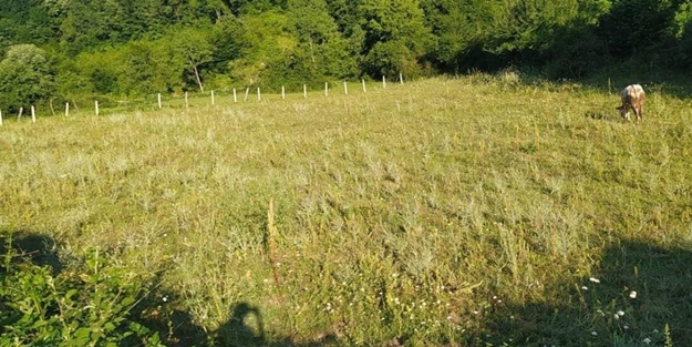 Yaşlı adam bahçesinde ölü bulundu