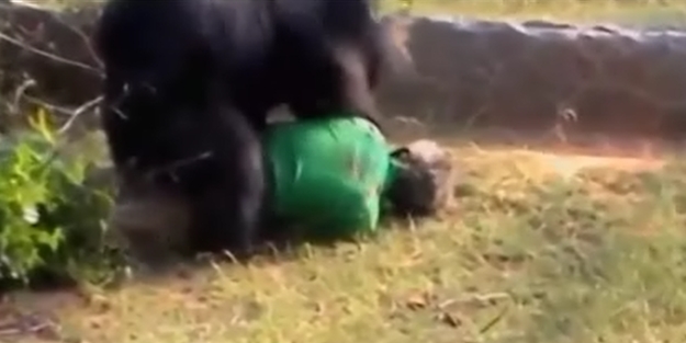 Ayı, yaşlı adamı canlı canlı yedi! / VİDEO