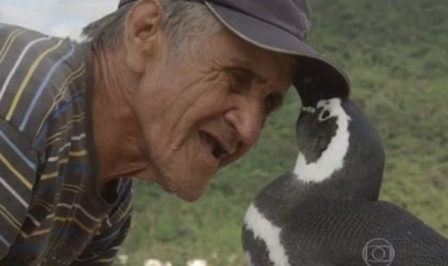 Yaşlı balıkçı pengueni kendi çocuğu gibi seviyor