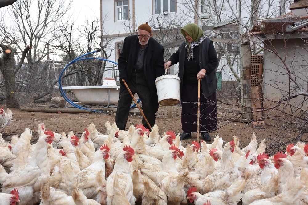 Yaşlı çift, bin tavuktan 800 adet organik yumurta üretiyor 