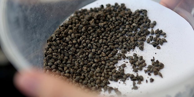 Yassıtepe Höyüğü’nde 5 bin yıllık üzüm çekirdekleri bulundu