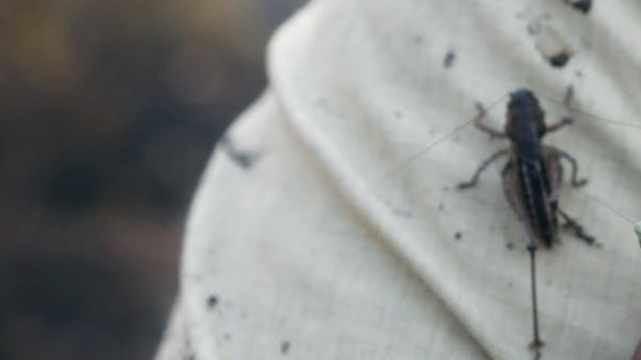 Yatağan’daki Orman Yangını Kontrol Altına Alındı