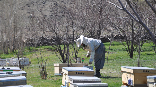 Yatay kovan üretti, iki kat bal elde etti