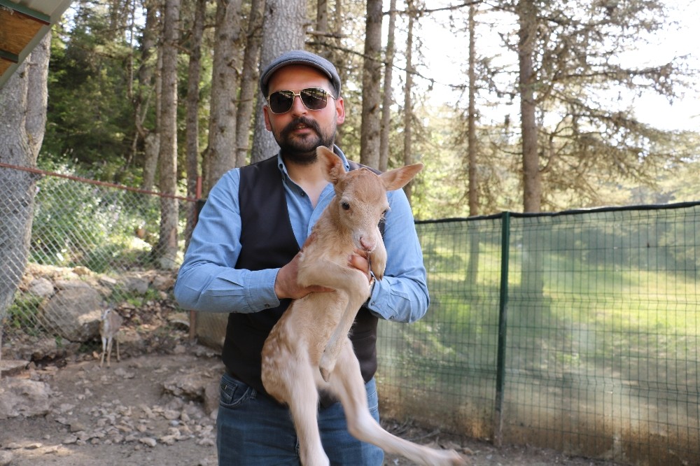 Yavru alageyik yaylanın maskotu oldu 