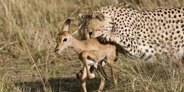 Yavru antilop ve leoparın sıra dışı dostluğu