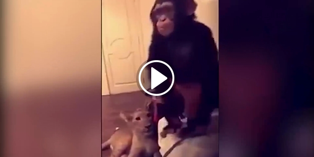 Yavru aslanı hunharca sevmesiyle fenomen olan şempanze