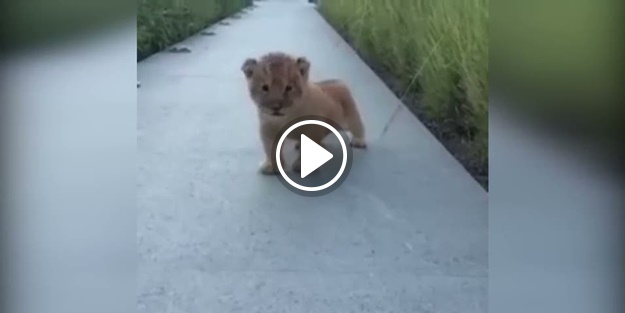 Yavru aslanın kükreme çabası