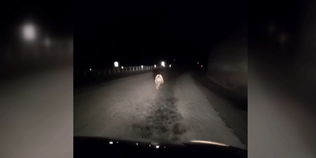 Yavru ayı kara yolunda otomobilin ışığıyla son sürat koştu