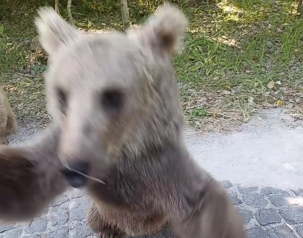 Yavru ayı sürücüye böyle saldırdı