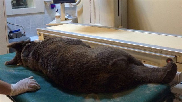 Yavru ayı tedavi altına alındı