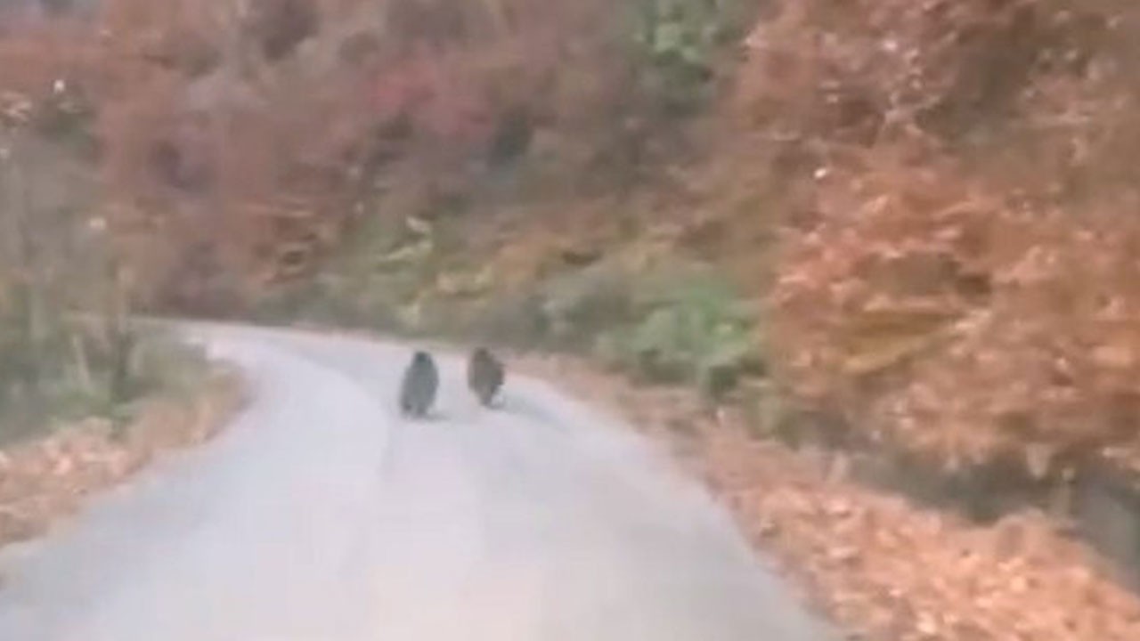 Yavru ayılar kameraya böyle yansıdı