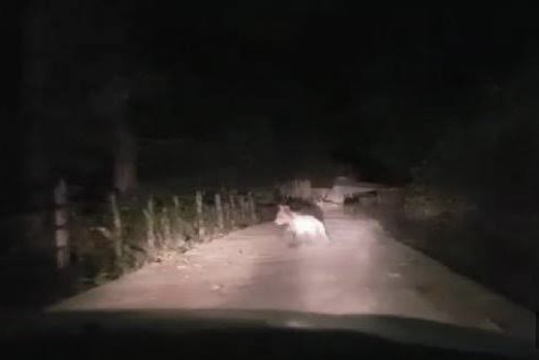 Yavru ayılar köye indi