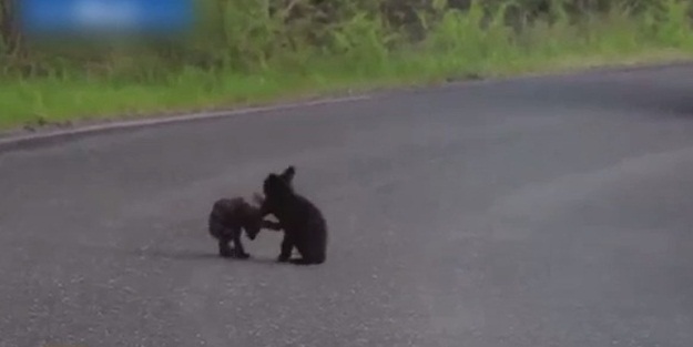 Yavru ayıların oyunu kamerada