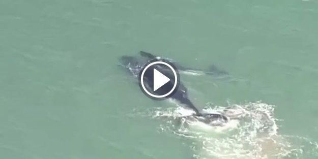 Yavru balinayı annesi kurtardı