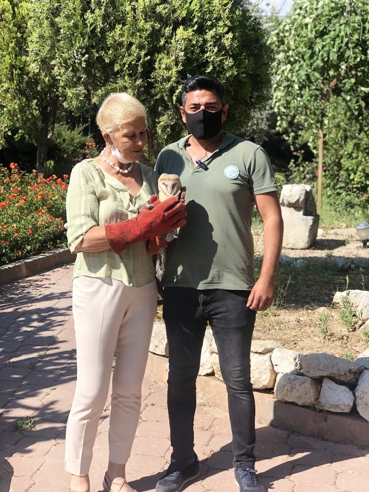 Yavru baykuş Athana, Yaban Hayatı Müdürlüğüne teslim edildi 
