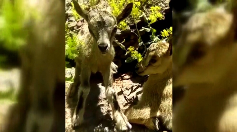 Yavru dağ keçilerine poğaça ikramı 