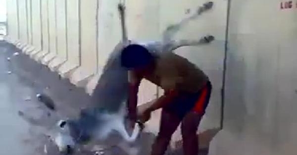 Yavru eşeğe inanılmaz işkence