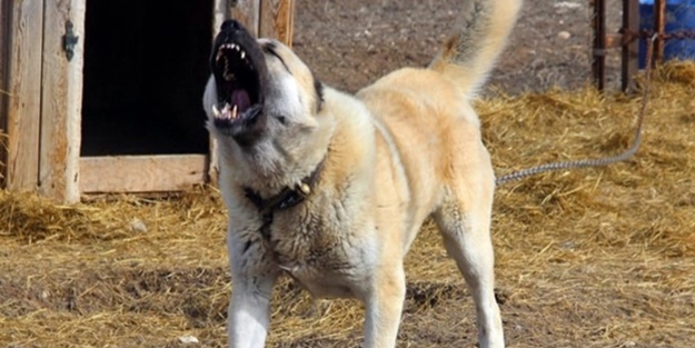 Yavru eşeği kangal köpeklerine parçalatan cani yakalandı