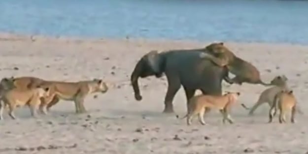 Yavru fil 14 aç aslana karşı!