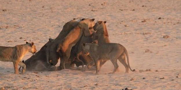 Yavru fil aslan sürüsüne böyle kafa tuttu