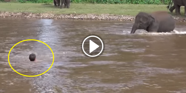 Yavru fil boğulan adamı kurtardı