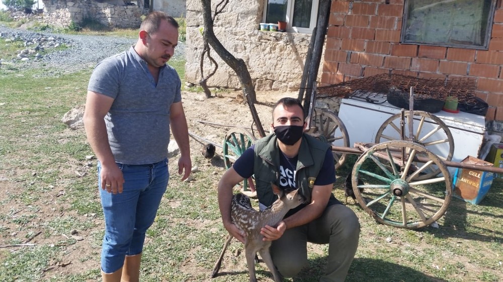 Yavru geyik emin ellerde 