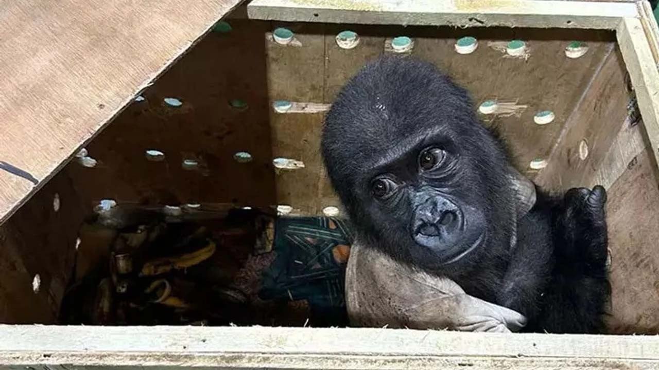 Yavru gorile bir ‘Umut’ isim aranıyor!