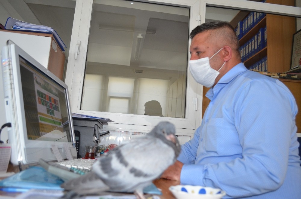 Yavru güvercini belediye personeli büyütüyor 