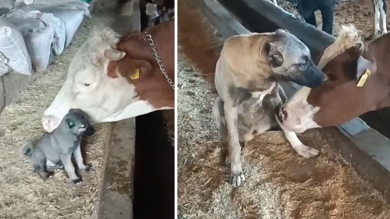 Yavru kangala annelik yapmıştı: O ineğe şimdi kimse yan bakamıyor