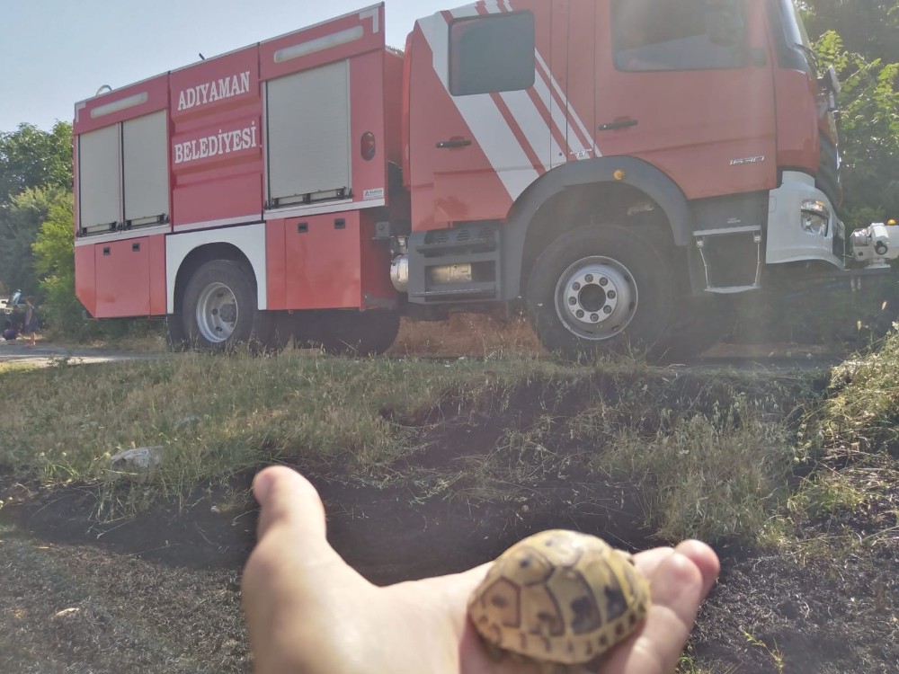 Yavru kaplumbağa yanmaktan son anda kurtarıldı 