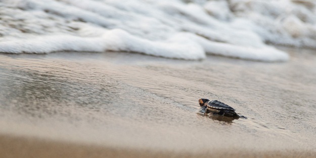 Yavru kaplumbağalar Akdeniz’den Turkcell’le hayata bağlandı