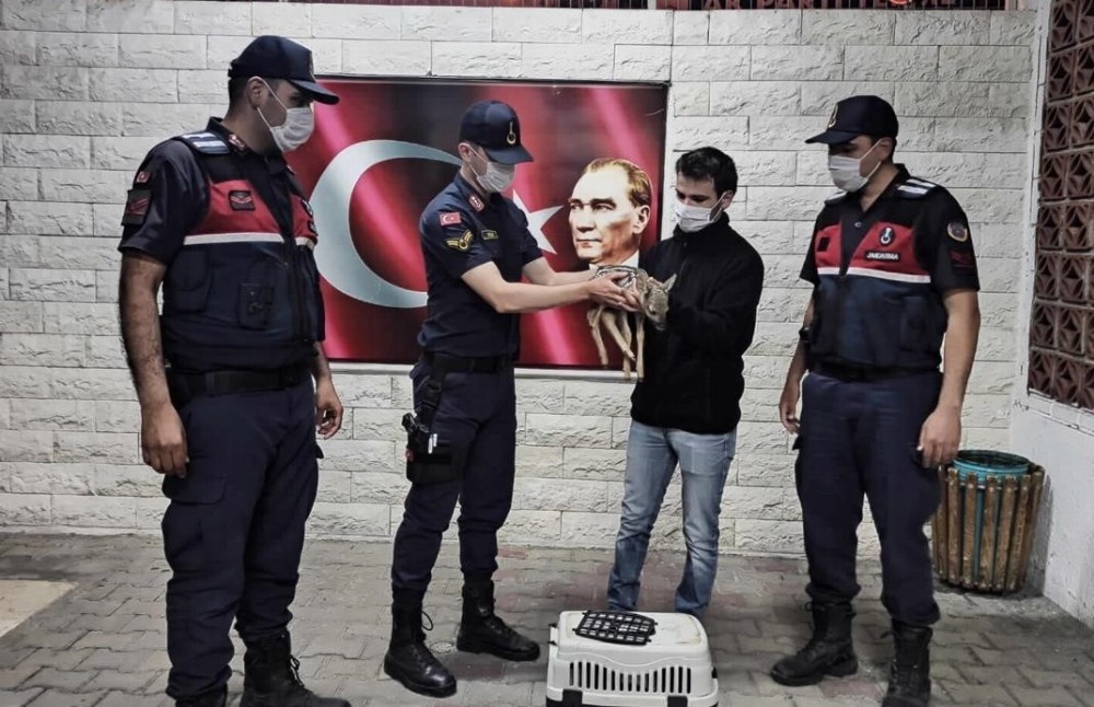 Yavru karacaya jandarma şefkati 