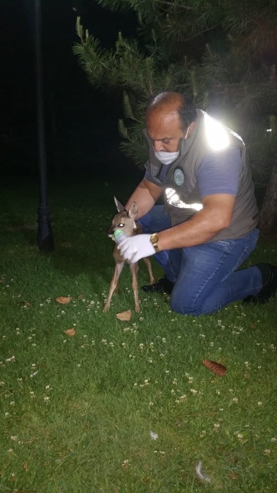 Yavru karacayı biberonla beslediler 