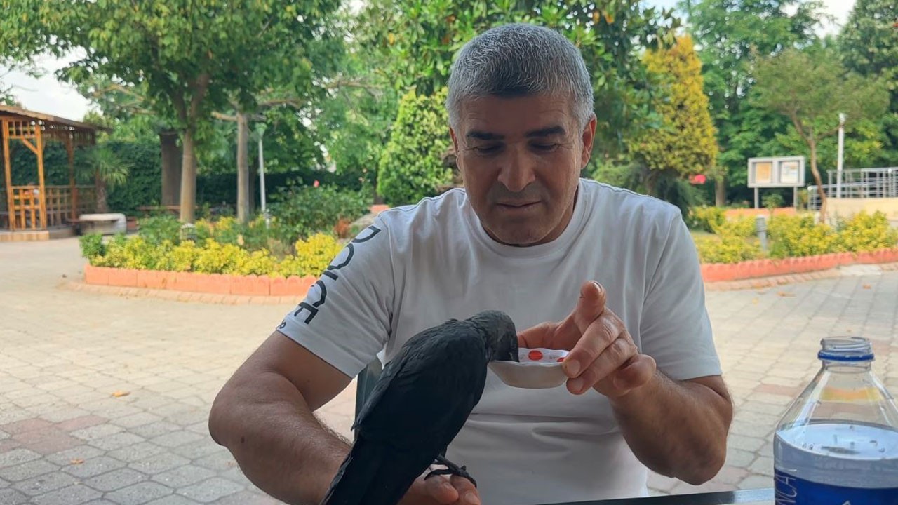 Yavru karga açlığa dayanamadı! Böyle yardım istedi