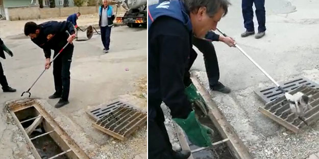 Yavru kedi için seferber oldular