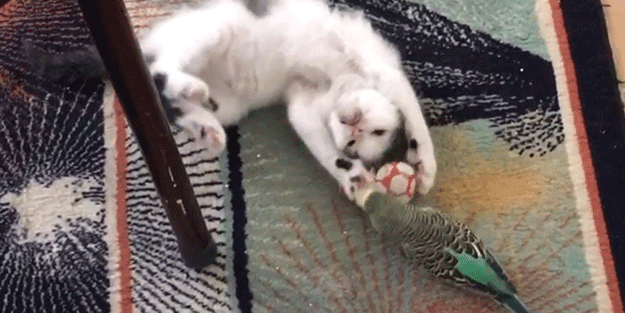 Yavru kedi ile muhabbet kuşunun dostluğu izleyenleri eğlendirdi