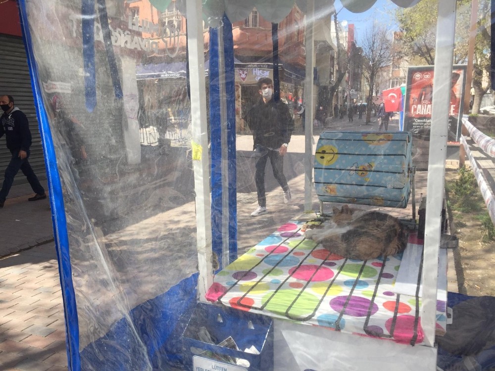 Yavru kedi insanlara izole şekilde uyudu 