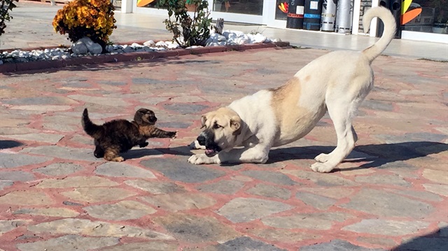 Yavru kedi köpeğe böyle karşı koydu