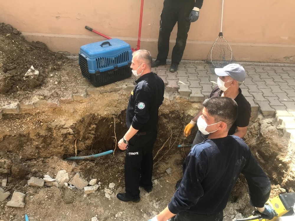 Yavru kedi saatler süren çalışma sonucu kurtarıldı 