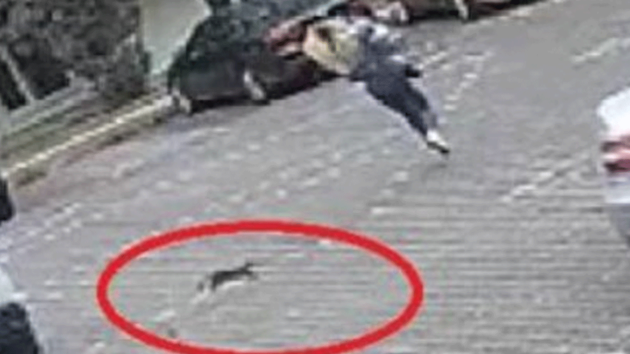 Yavru kediler aslan kesildi: Eve kendini zor attı!