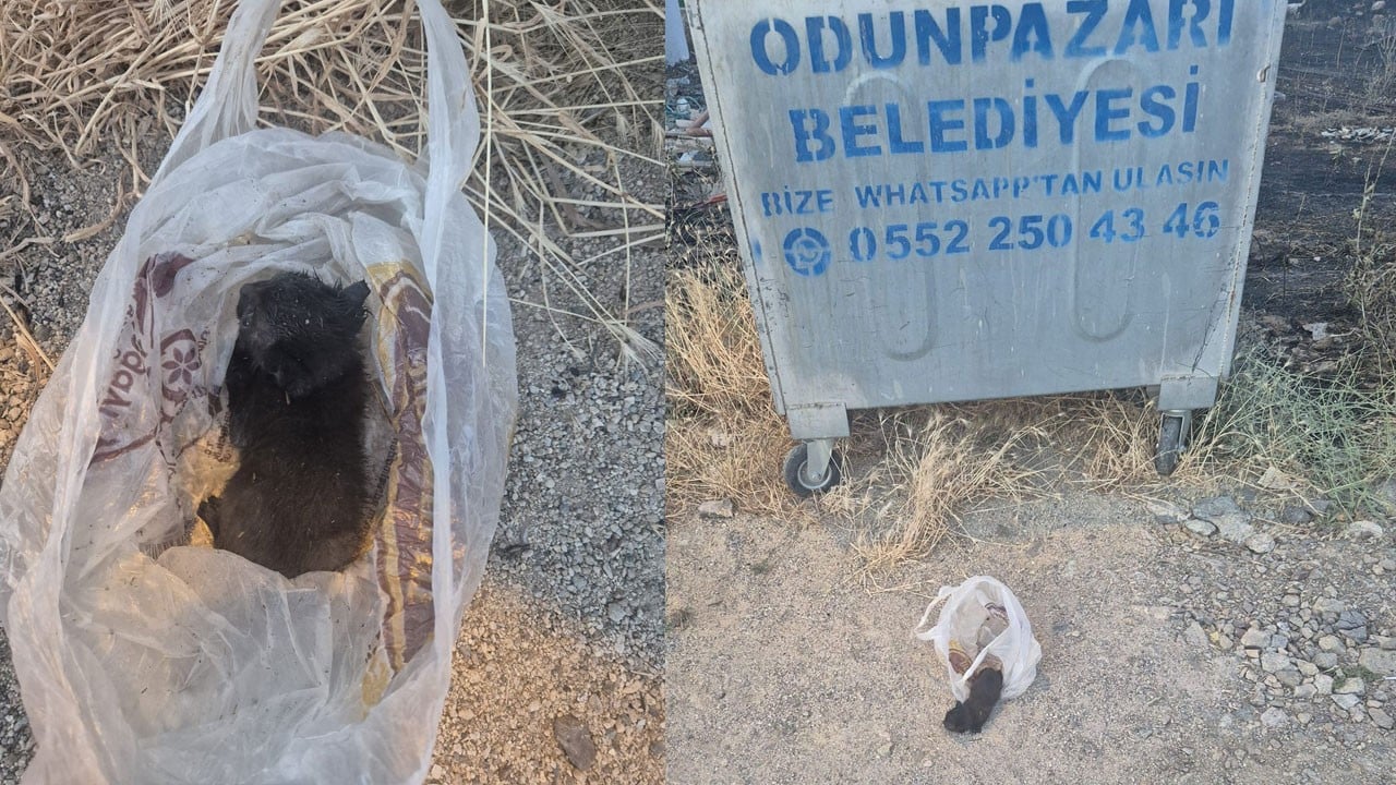 Yavru kedinin ağzını bantlayıp poşetle çöpe attılar!