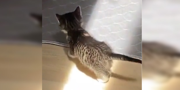 Yavru kedinin ilk kez gördüğü güneş ışığına tepkisi!
