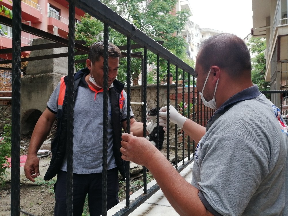 Yavru kediye belediye sahip çıktı 