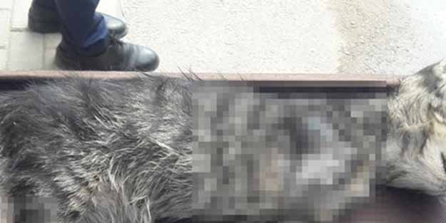 Yavru kediye bunu yaptılar!